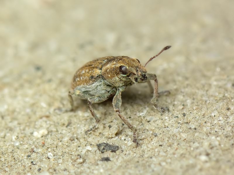 Sitona lepidus Gyllenhal, 1834